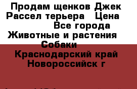 Продам щенков Джек Рассел терьера › Цена ­ 25 000 - Все города Животные и растения » Собаки   . Краснодарский край,Новороссийск г.